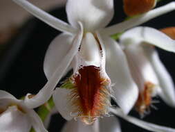 Image of Coelogyne barbata Lindl. ex Griff.