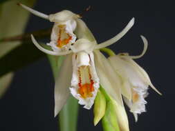 Coelogyne calcicola Kerr resmi