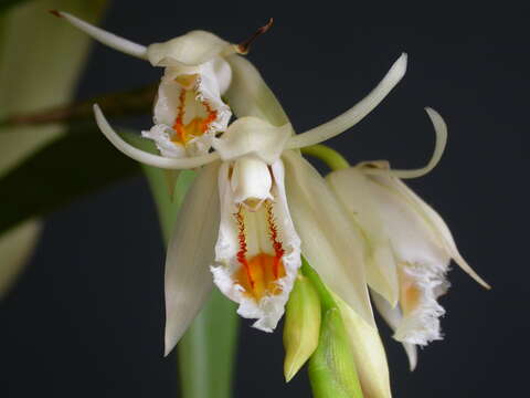 Image of Coelogyne calcicola Kerr