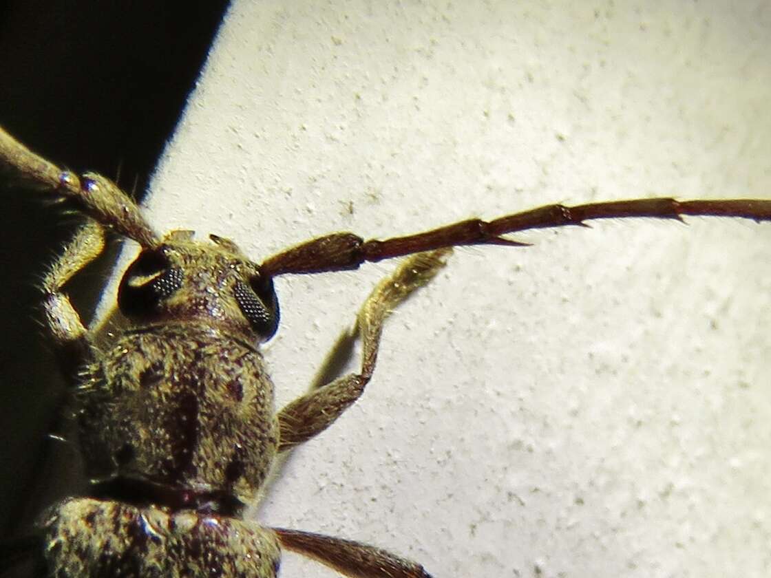 Image of Spined Oak Borer