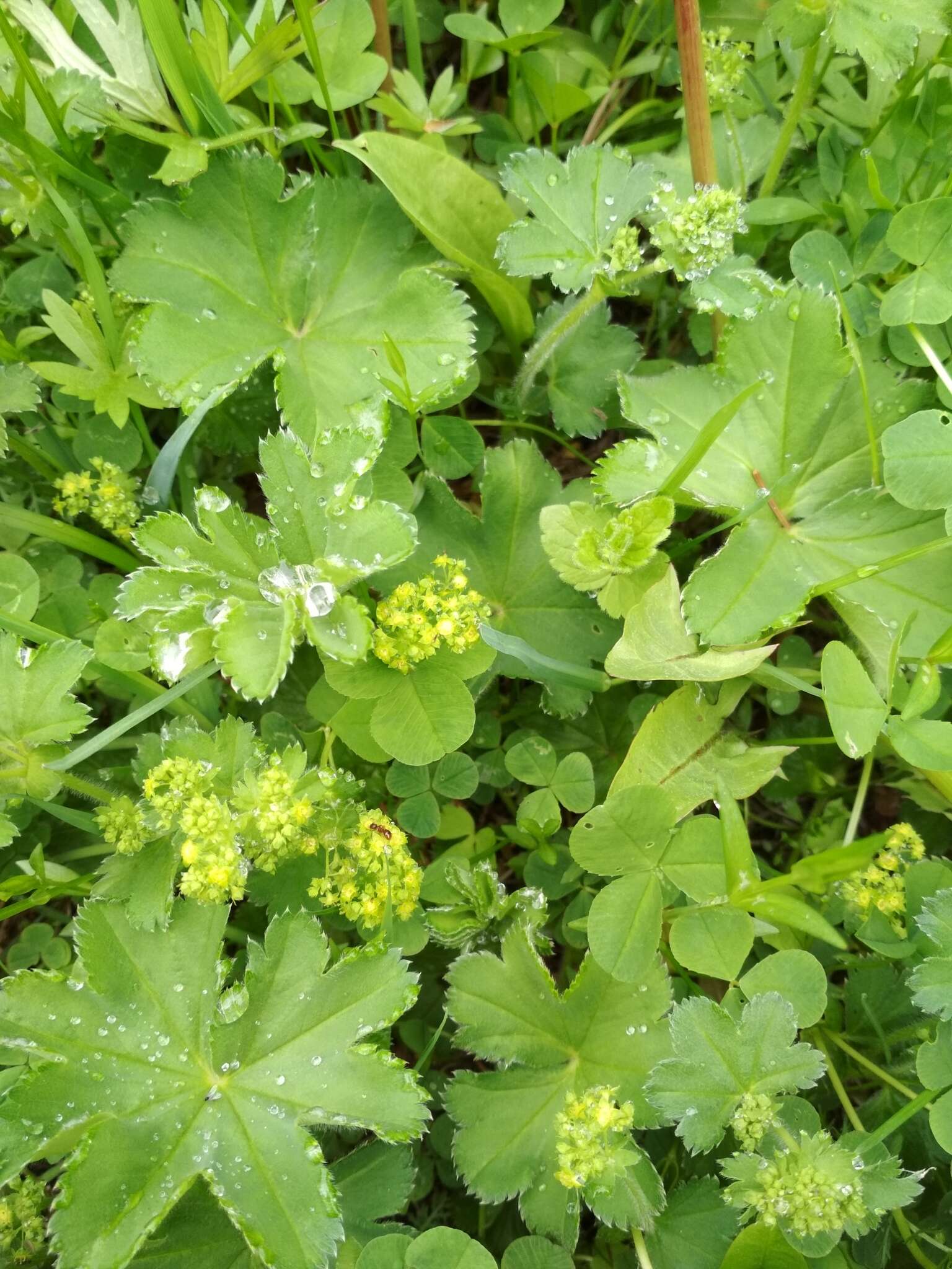 Image of Alchemilla sarmatica Juz.