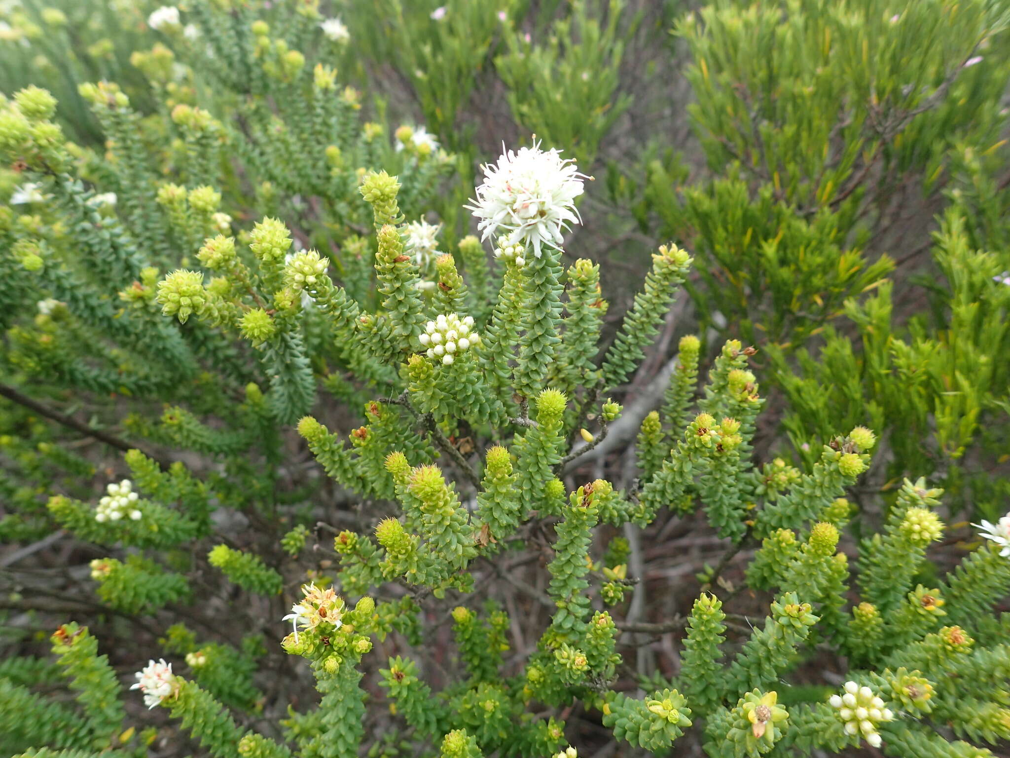 Image of Agathosma apiculata E. Mey. ex Bartl. & Wendl. fil.