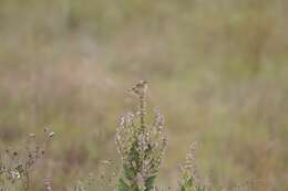 Image of Wing-snapping Cisticola