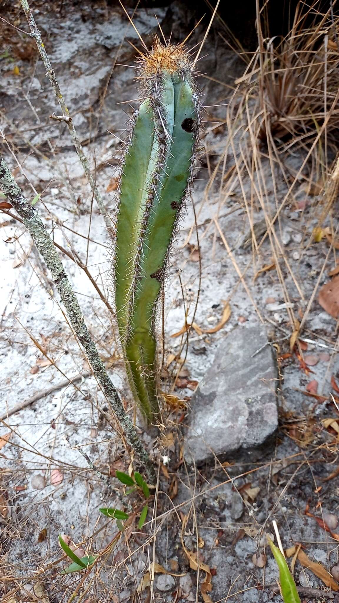 Pilosocereus fulvilanatus (Buining & Brederoo) F. Ritter的圖片