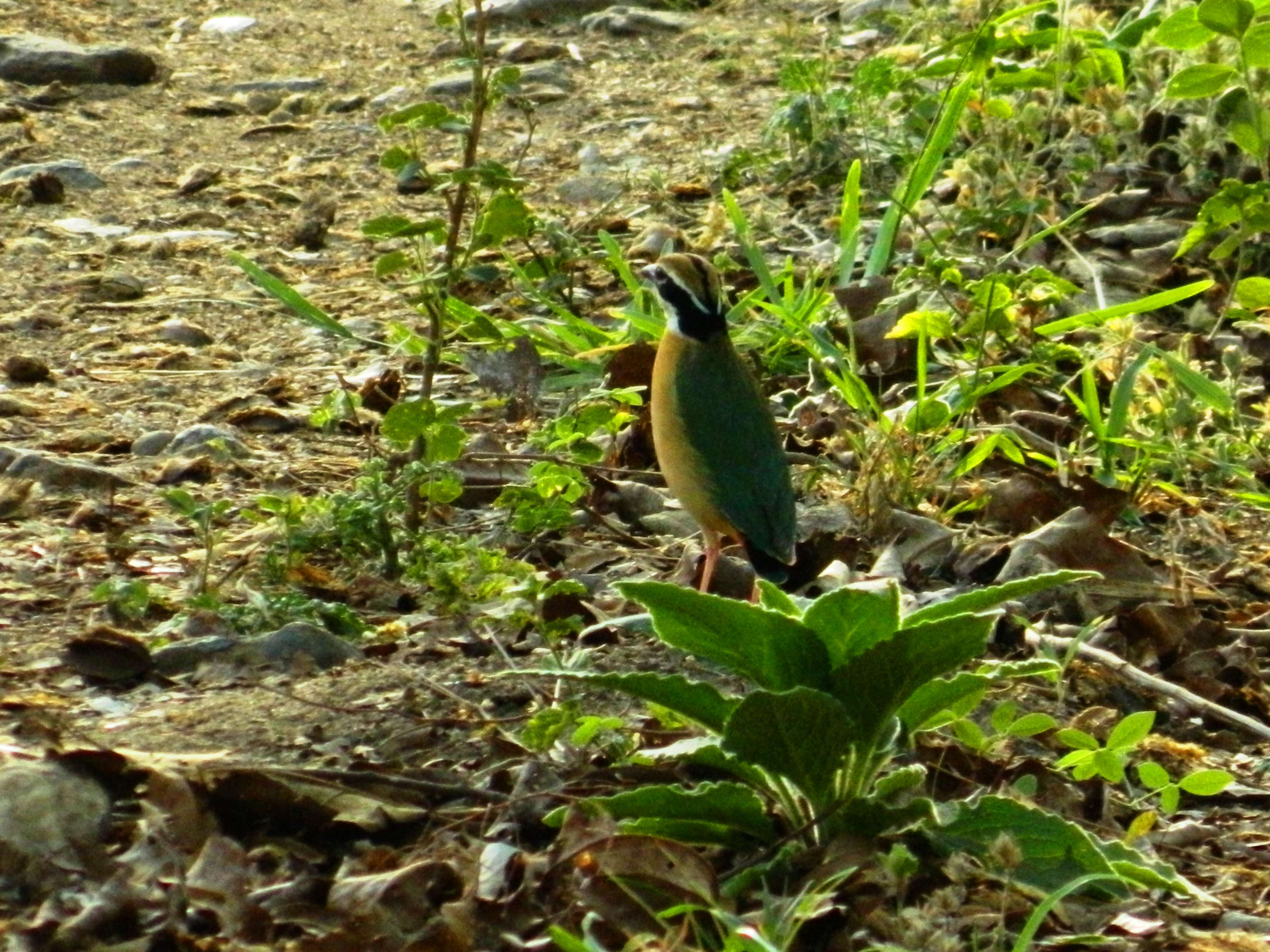 Plancia ëd Pitta brachyura (Linnaeus 1766)