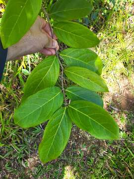 Слика од Heteropterys laurifolia (L.) A. Juss.