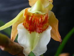 Image of Coelogyne lawrenceana Rolfe