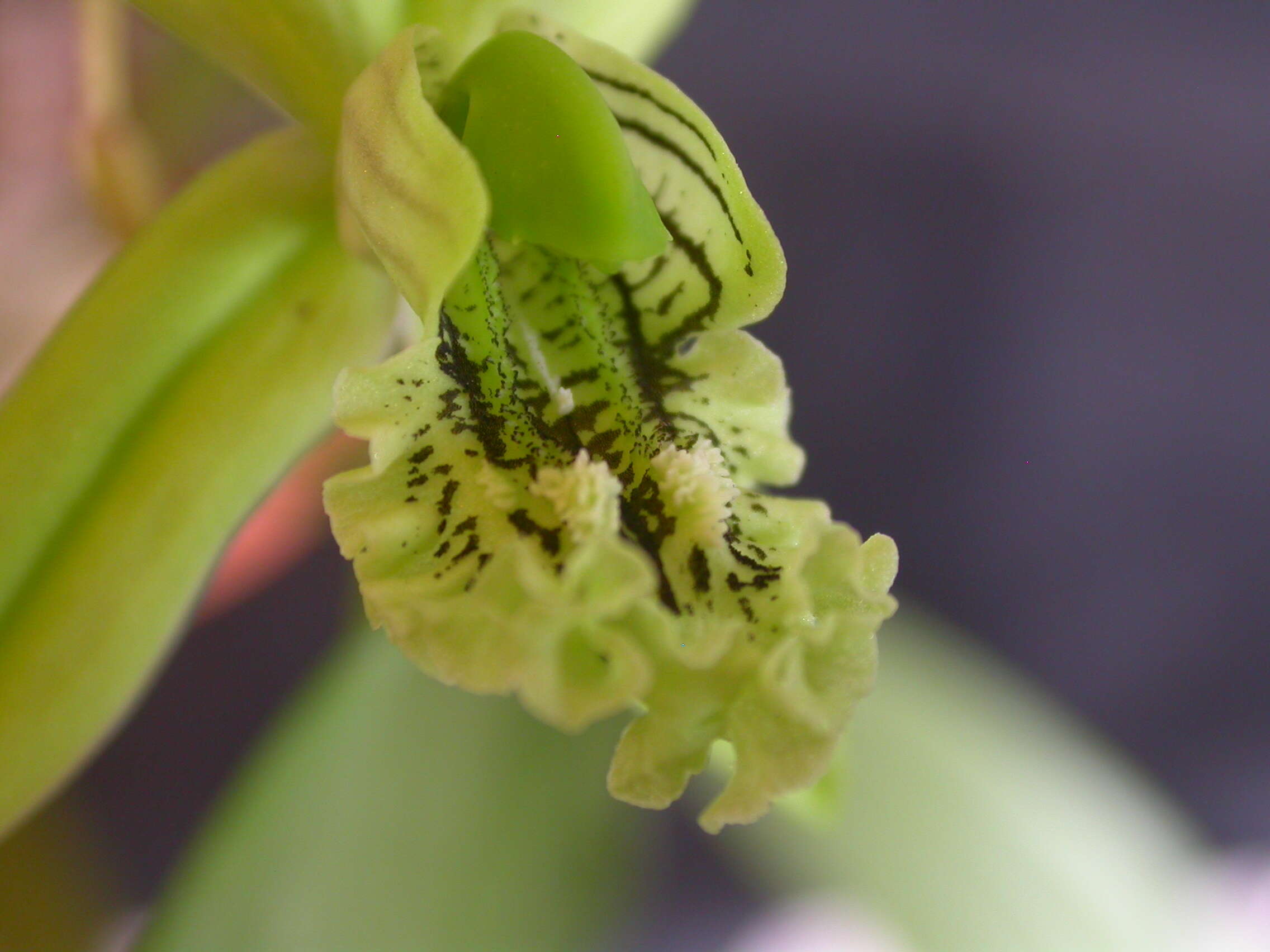 Image of Coelogyne mayeriana Rchb. fil.