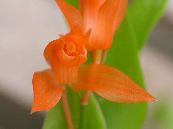 Image of Coelogyne miniata (Blume) Lindl.