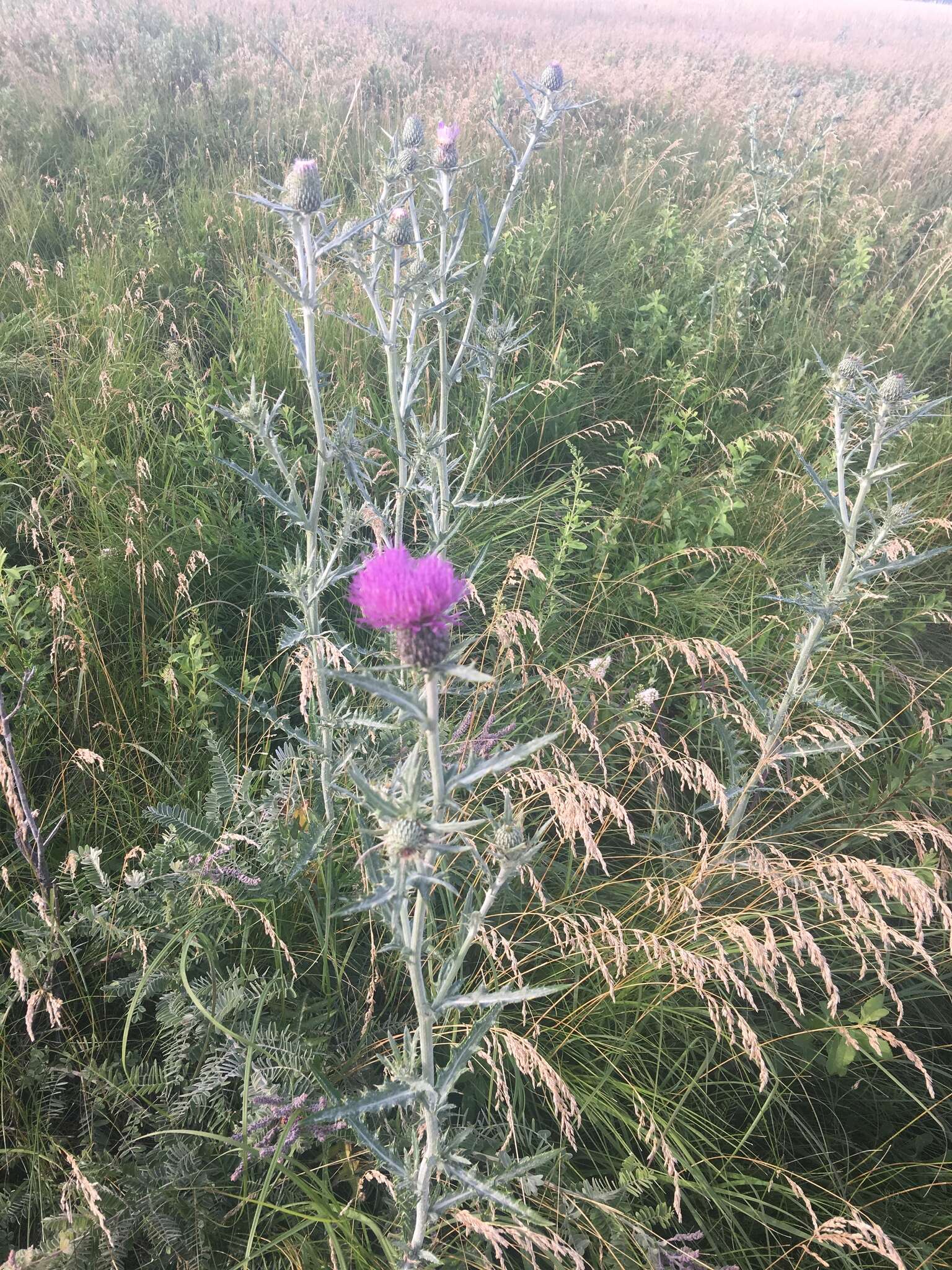 Image de Cirsium flodmanii (Rydb.) Arthur