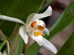 Image of Coelogyne nitida (Wall. ex D. Don) Lindl.