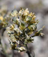 Image of Alyssum repens subsp. trichostachyum (Rupr.) Hayek