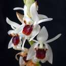 Plancia ëd Coelogyne pulchella Rolfe