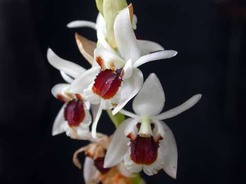 Image of Coelogyne pulchella Rolfe