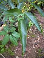 Sivun <i>Arthroclianthus angustifolius</i> kuva