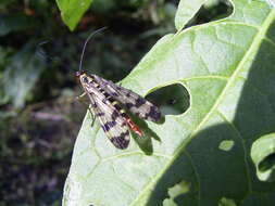 Image of Common scorpionfly