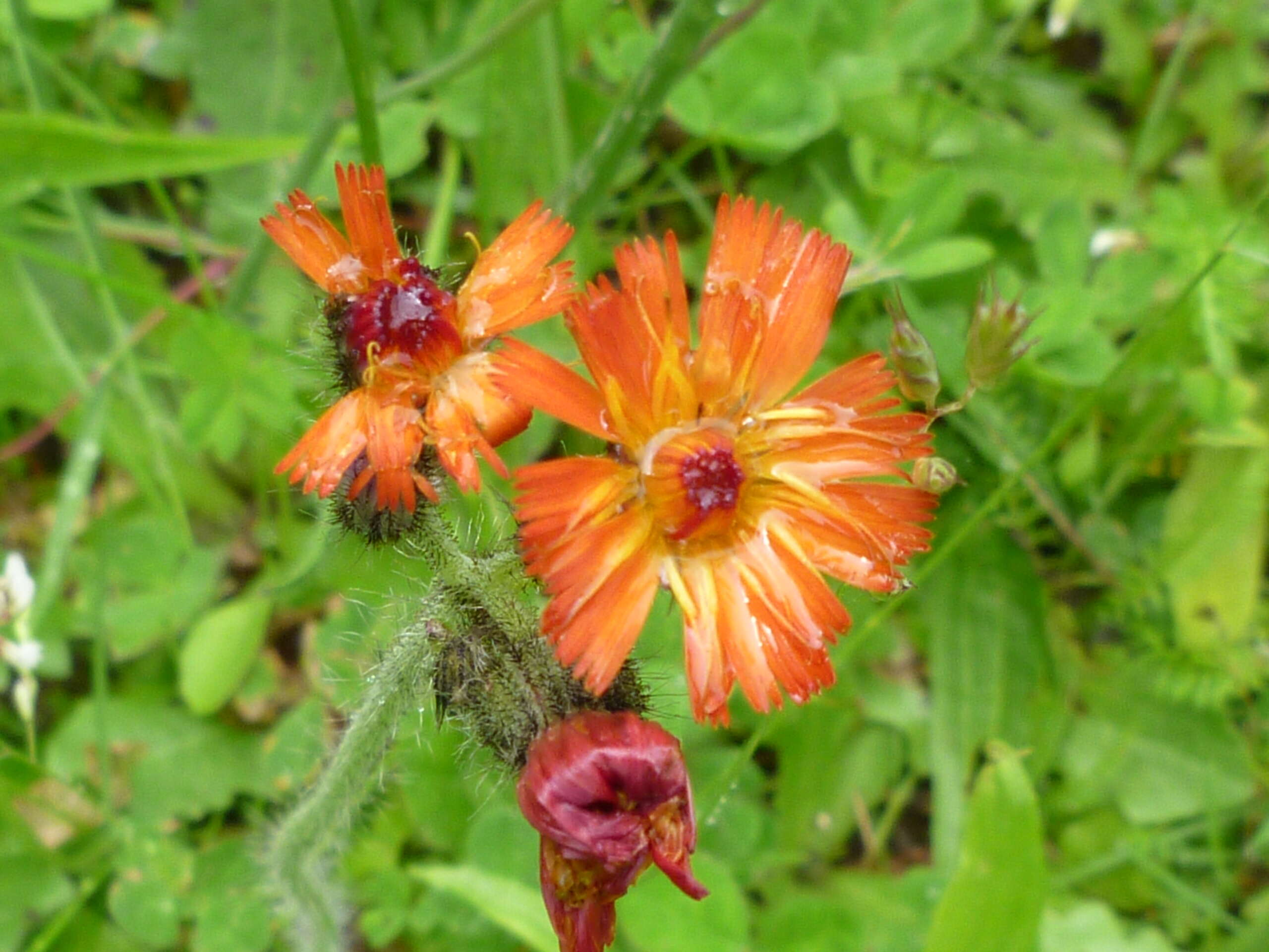 Imagem de Pilosella aurantiaca (L.) Sch. Bip., F. W. Schultz & Sch. Bip.