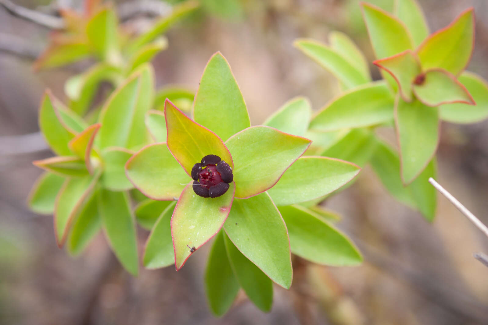 Image of Euphorbia portulacoides L.