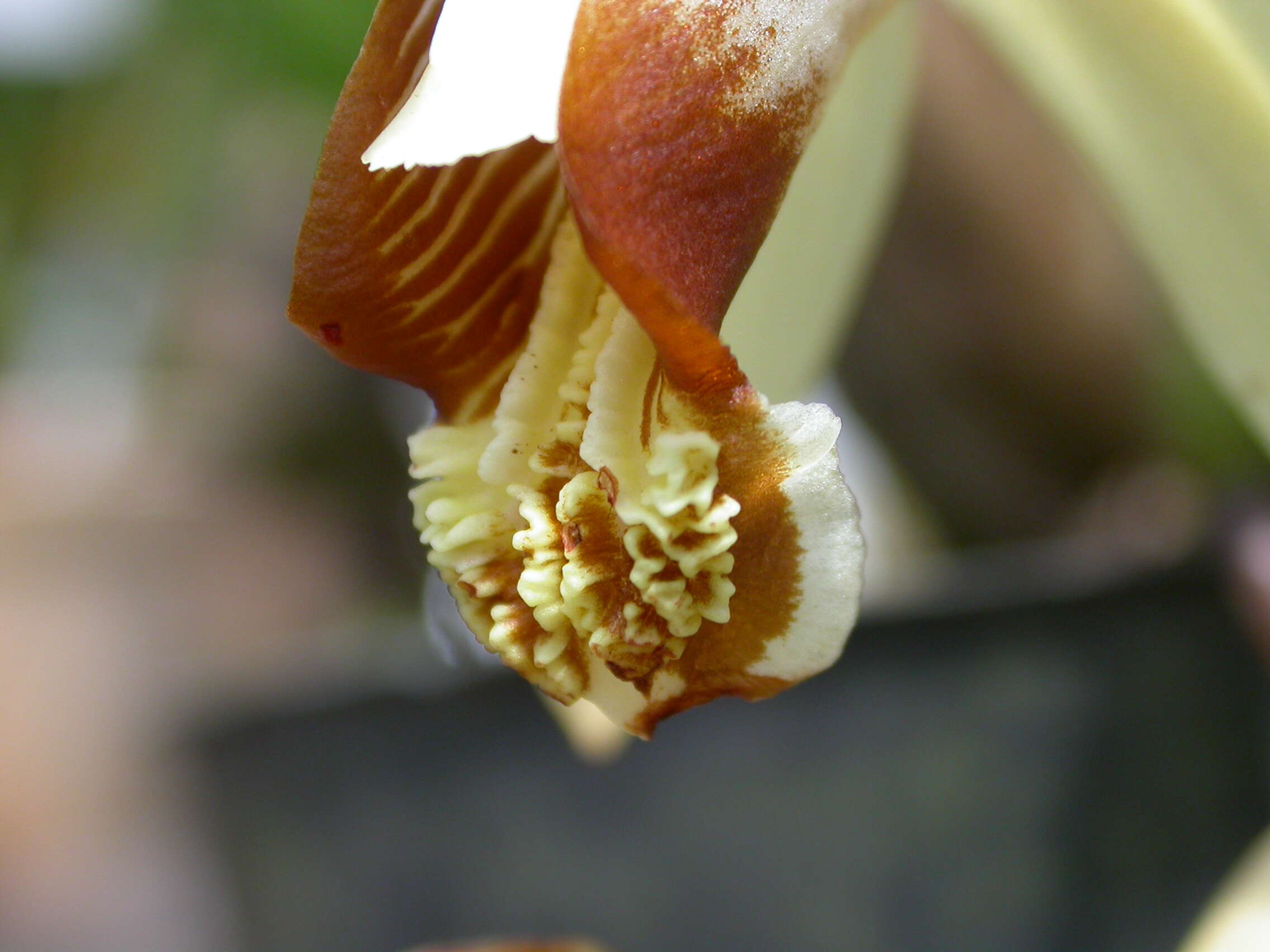 Image of Coelogyne tomentosa Lindl.