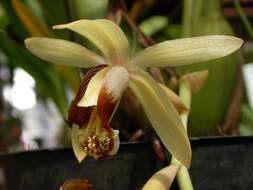 Image de Coelogyne tomentosa Lindl.