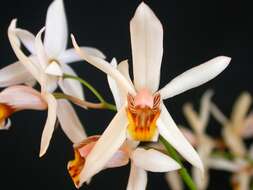 Coelogyne viscosa Rchb. fil. resmi