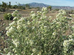 Image de Lepidium fremontii S. Watson