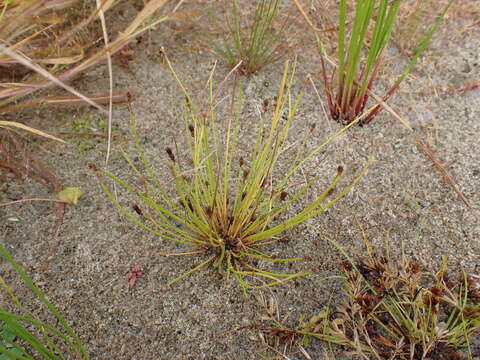 Image of Wright's Spike-Rush