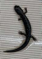 Plethodon ocmulgee Highton ex Highton, Maha & Maxson 1989 resmi