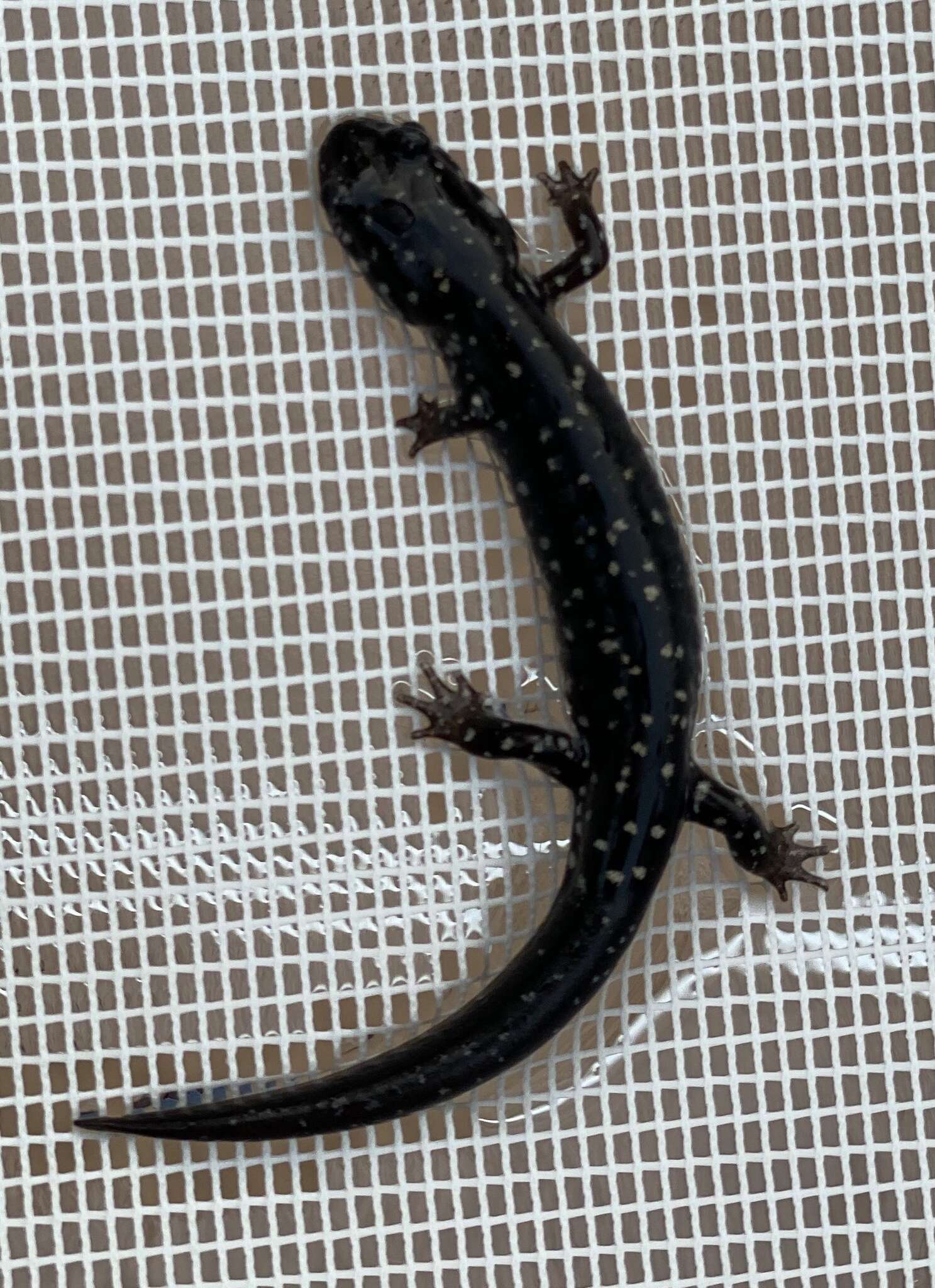 Plethodon ocmulgee Highton ex Highton, Maha & Maxson 1989 resmi