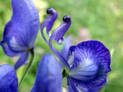 Слика од Aconitum degenii Gayer