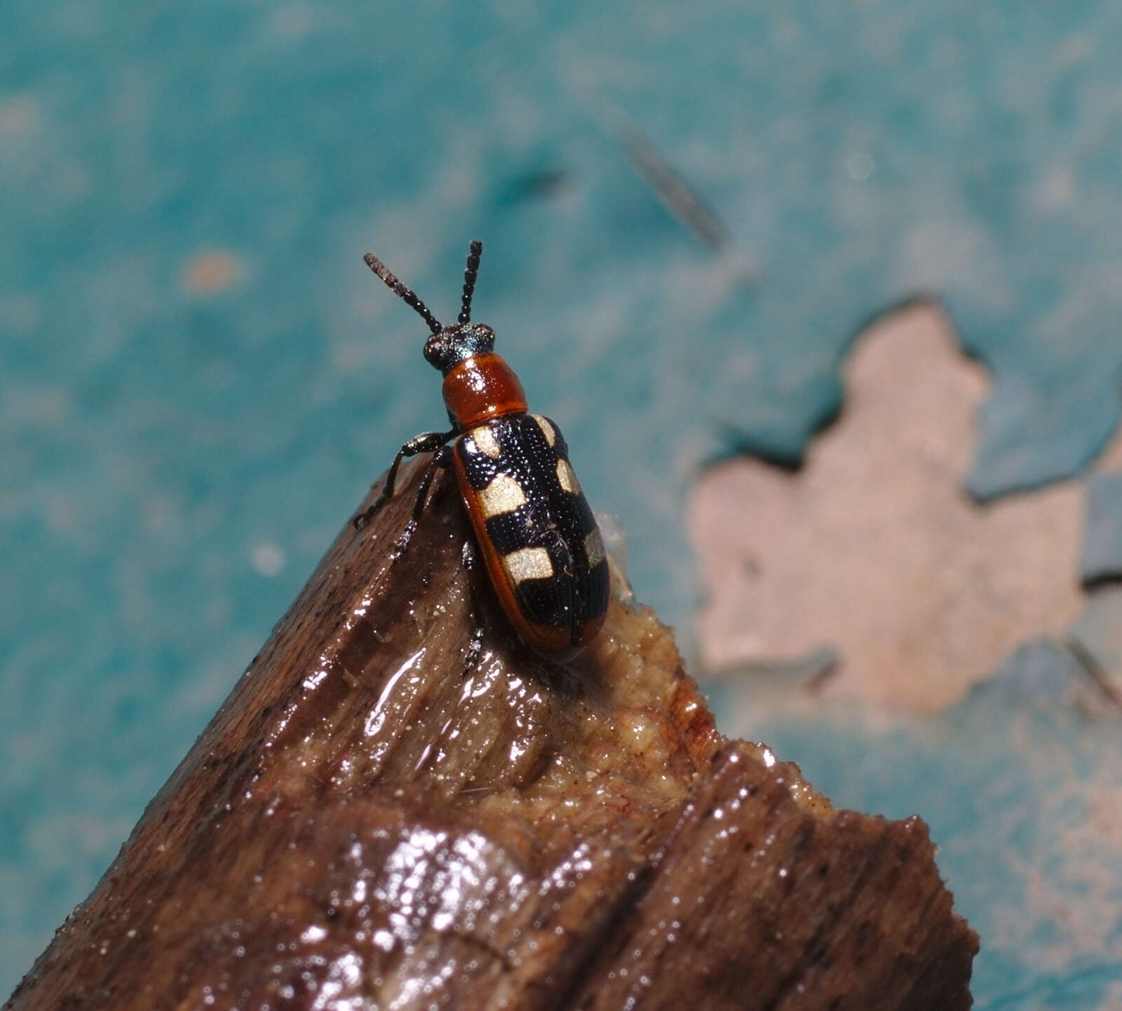 Image of Common asparagus beetle