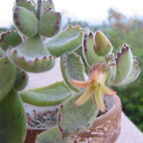 Image of Cotyledon tomentosa Harv.