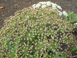 Image of Heracleum grandiflorum Stev. ex Bieb.