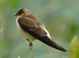 Image de Hirondelle à gorge rousse