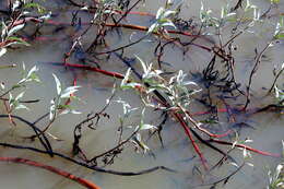 Image of Persicaria senegalensis albotomentosa (R. A. Grah.) K. L. Wilson