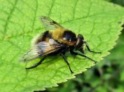 Image of bumblebee hoverfly