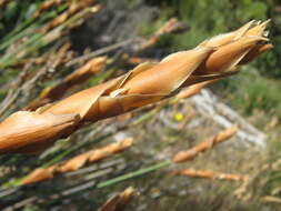 Image of Elegia racemosa (Poir.) Pers.