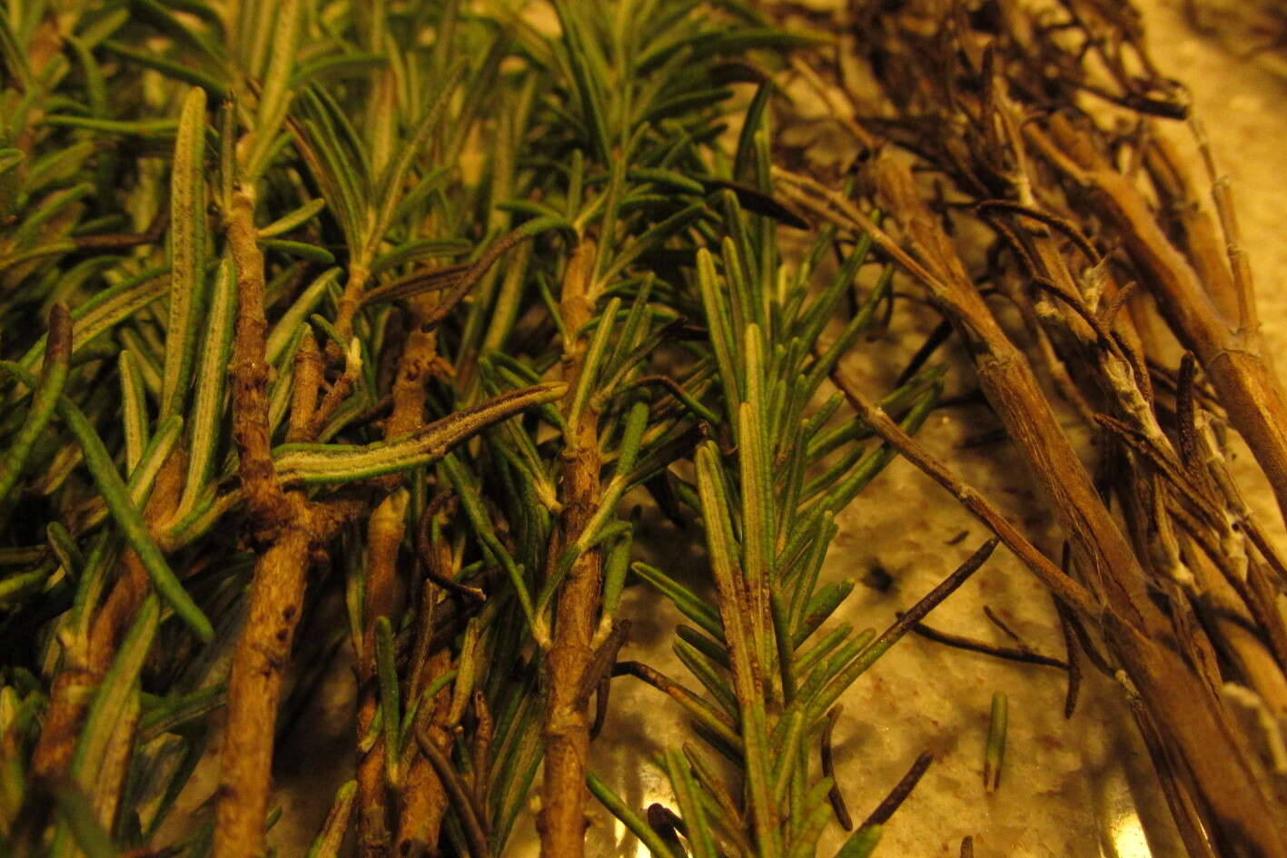 Image of Rosemary