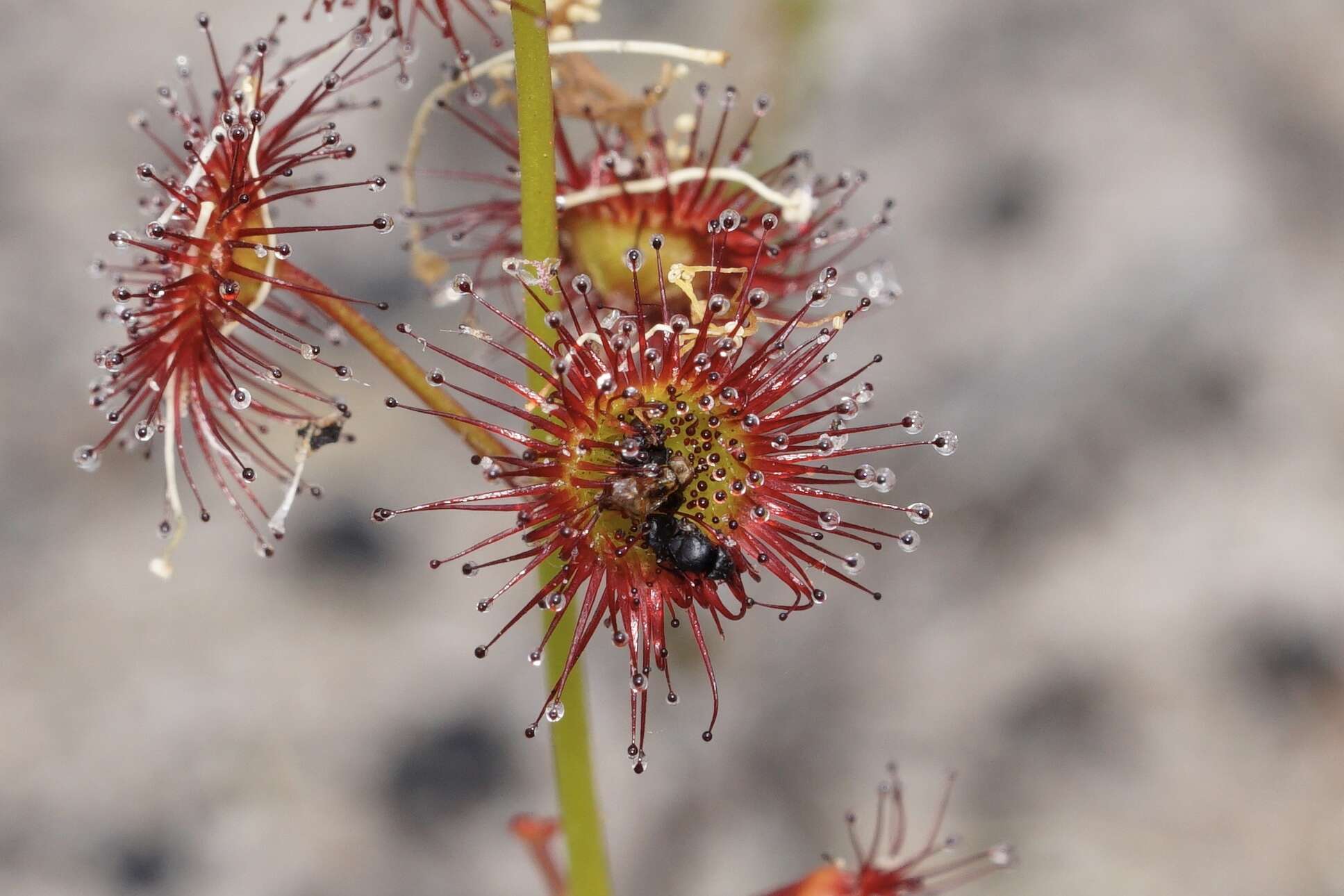 Drosera fimbriata De Buhr的圖片