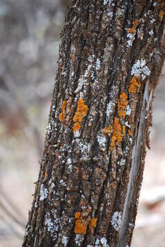 Plancia ëd Callitris columellaris F. Muell.