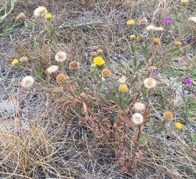 Image of Spanish False Fleabane