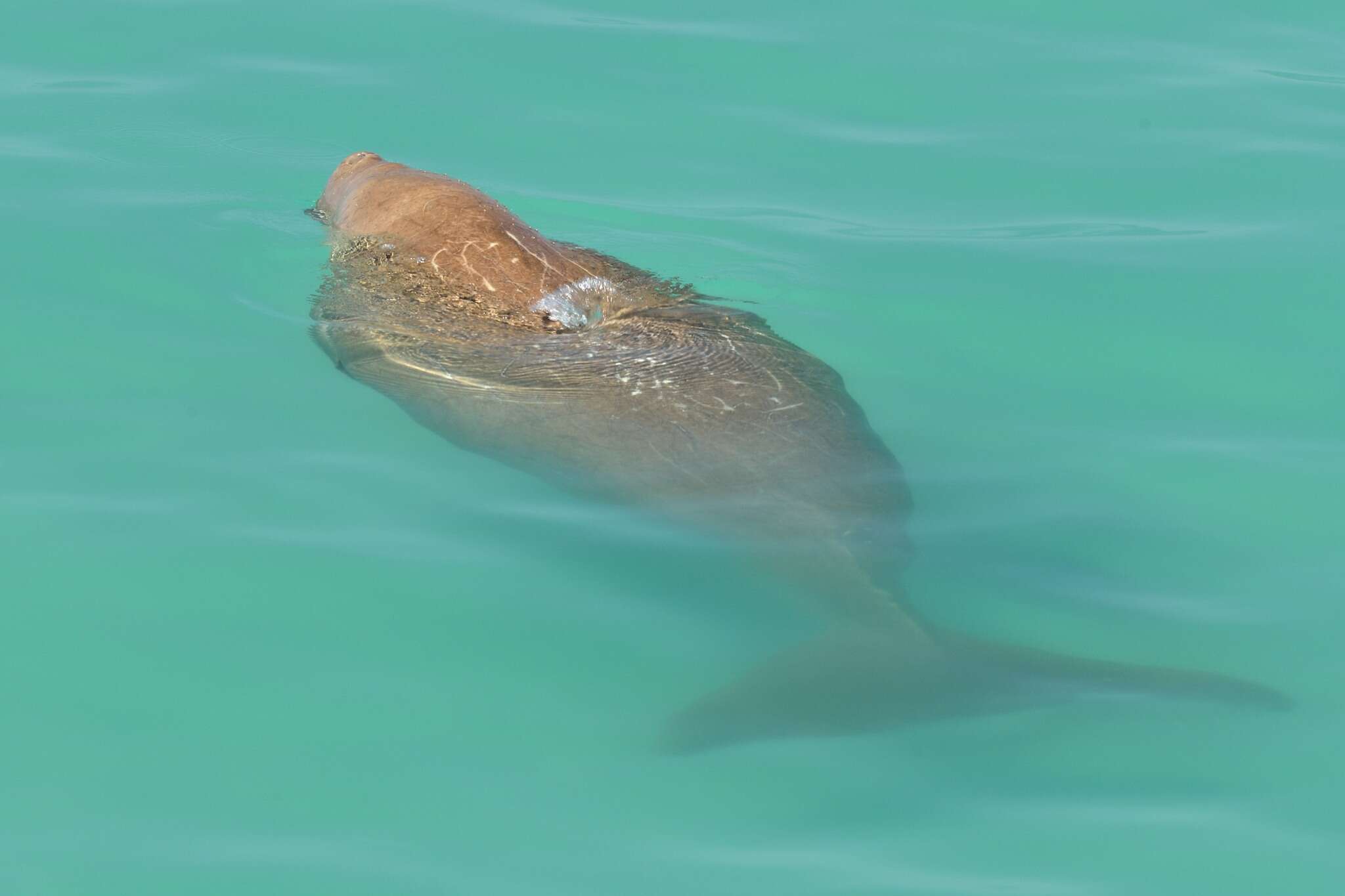 Image of Dugongs