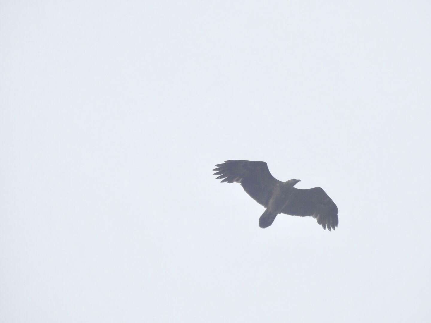 Image of Forest Fish Eagle