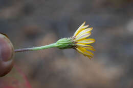 Heterotheca chihuahuana (B. L. Turner & Sundberg) B. L. Turner resmi