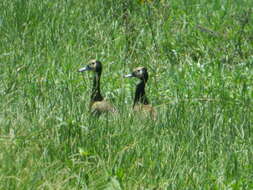 Image of White-faced Whistling Duck