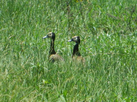 Image of White-faced Whistling Duck