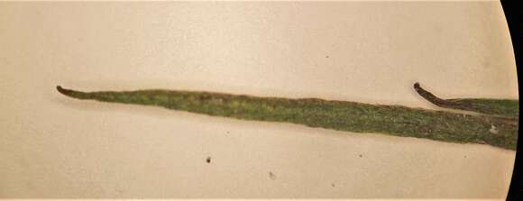 Image of Flett's Quillwort