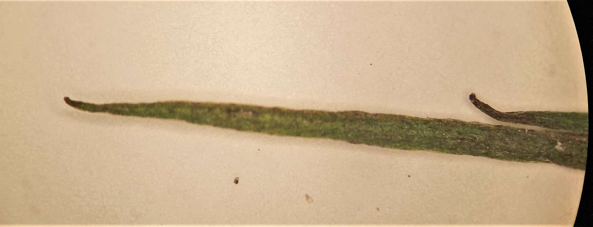 Image of Flett's Quillwort