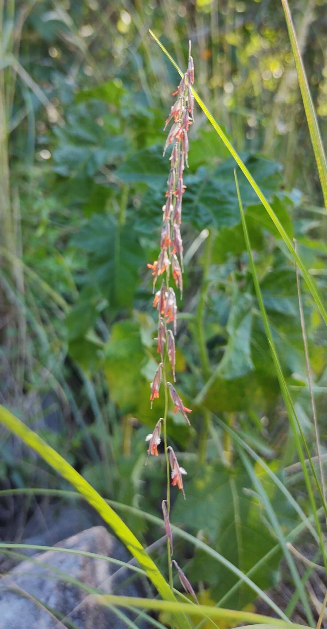 Bouteloua curtipendula var. caespitosa Gould & Kapadia resmi