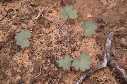 Image of Pelargonium nephrophyllum E. M. Marais